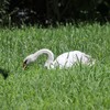 草を食べるコブハクチョウ