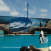 SeaWorldの見どころ - Orca Show(シャチのショー)