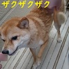 ベランダへゴー、だよ