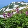 鳥海山ー残雪と花の季節ー