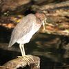 アメリカササゴイ(Green Heron)