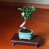 小さな盆栽はどこでも飾れる