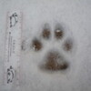 雪はどこ？