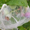 ヒヨドリとの知恵比べ