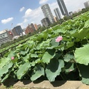 初音町 梅昇堂だより
