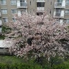 桜桜桜
