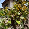月桂樹　強剪定後の怒涛の萌芽