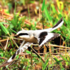 出雲に珍鳥オオカラモズ