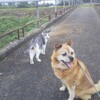 犬と猫を同時に飼ってみて分かったこと