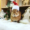 Merry Christmas🎄 