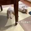 雨田甘夏、形状記憶です。【猫とグダグダとぽよぽよ事情】