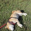 秋の夏毛犬