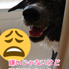 愛犬の【食】今日はお肉少ないね？