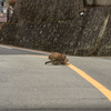 隣市西道沿いのねこさん