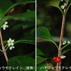 鳥歌い 花が咲けども 花粉症。