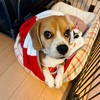 いらっしゃい