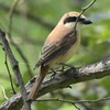 ９月３日の野鳥（２０１７　０９０３）その１