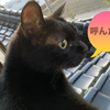 猫を手放すなんて出来ない！！