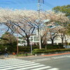 国立桜巡り２０１１ファイナル　〜ラジオ体操第一、よーーい〜