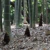 小机城址市民の森で散歩