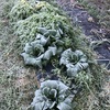 地下貯蔵庫と霜害：霜に強い野菜と弱い野菜