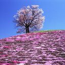 あるシングルファザーの裁判日誌