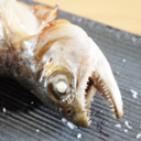 生涯ヤマメ釣り