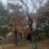 １１．１６（木・晴れ）目立ちたがりや女子、杉田水脈。