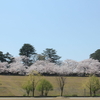 城址公園の桜