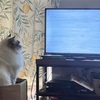 猫が反応する動画を見せてみた結果🐱