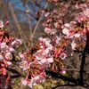 新宿御苑の寒桜