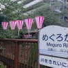 目黒川はスジュの聖地でした！