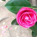 狩婆(Q)思ふ