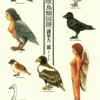 『私家版鳥類図譜』諸星大二郎　その１