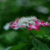 アジサイ：紫陽花　「紅」