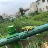 畑からこんにちは！😃　210626   "梅雨のアマガエル😃🐸"