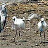 クロツラヘラサギ豊崎干潟で確認（沖縄県）