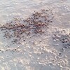 干潟の不思議な光景　ミナミコメツキガニ