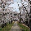 桜の中を歩く