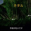 ホタルの季節です