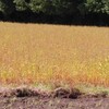 秋の蕎麦畑