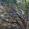 京都から、植生遷移の現場を見に！