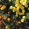 Marigold