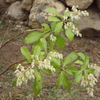 可憐な馬酔木の花