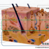 蜂窩織炎について