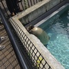 また旭山動物園の話？もちろんです！