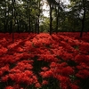 見渡す限りの赤い花！巾着田で彼岸花の撮影をしてきました！！