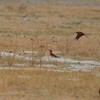 ミナミベニハチクイ(Southern Carmine Bee-eater)
