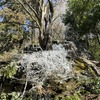 土浦で人気の里山！冬の小町山で見られる氷瀑？霧氷？氷柱？を見に行こう♪【茨城】