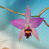 Laelia anceps   `AE '